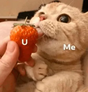🍥 U Me gato, morango, fofo, animal, meme telegram sticker