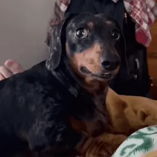 🚬 perro, dachshund, mascota, animal, lindo whatsapp sticker
