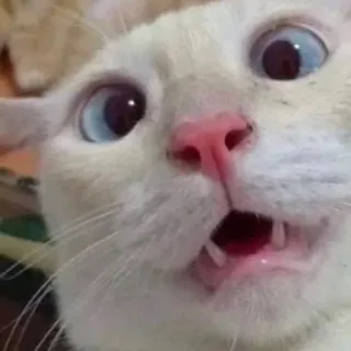 🤪 kot, śmieszne, zszokowany, mem, zwierzę, zwierzak, zaskoczony, wyraz twarzy telegram sticker