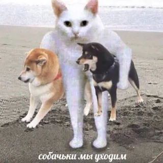 🐶 собачки мы уходим gato, cachorros, praia, meme, animais, engraçado telegram sticker