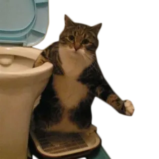 🙀 kucing, toilet, lucu, hewan peliharaan, binatang, humor, kucing domestik telegram sticker