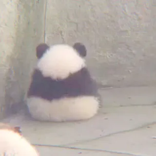 🐼 Panda, Animal, Fofo, Mamífero, Urso, Vida selvagem telegram sticker