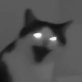 🐈‍⬛️ кот, животное, мем, смешной, питомец, чёрно-белый, крик telegram sticker