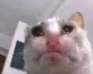 😭 chat, triste, mème, pleurer, animal telegram sticker