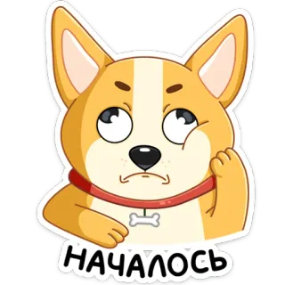😐 НАЧАЛОСЬ chien, corgi, dessin animé, autocollant, énervé, russe, texte whatsapp sticker