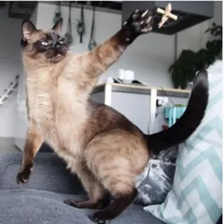 👊 кот, сиамский кот, животное, смешной, питомец, домашнее животное, игривый, кошачий telegram sticker