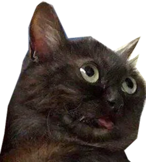 😛 gato, animal, divertido, meme, mascota telegram sticker