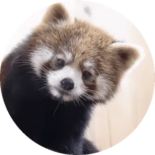 🐼 Panda mała, Zwierzę, Słodki, Ssaki, Natura telegram sticker