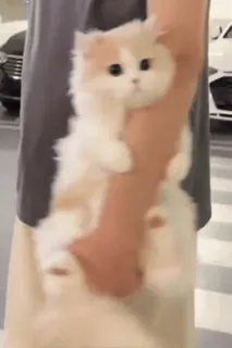 🥹 gato, gatinho, animal de estimação, animal, fofo telegram sticker