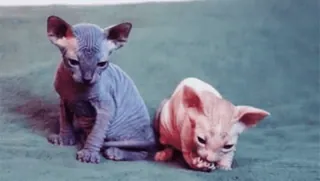 🐈 gatto, gattino, sphynx, carino, animale domestico, animale telegram sticker
