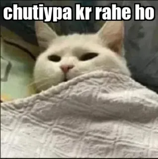 🤨 chutiypa kr rahe ho cat, meme, funny, animal, blanket telegram sticker