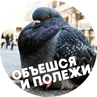 🐓 Птицы-хуицы @lennysticker telegram stickers