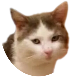 😞 kucing, meme, lucu, binatang, hewan peliharaan, kucing domestik telegram sticker