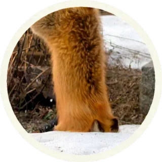 🦊 Лисы @lennysticker telegram stickers