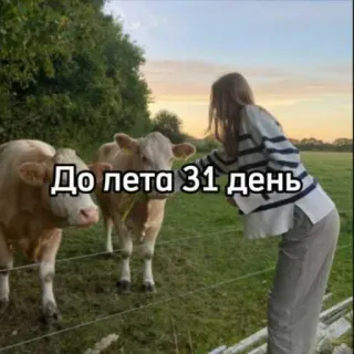 ☀️ До лета 31 день vaca, animal, hierba, verano, días, campo telegram sticker