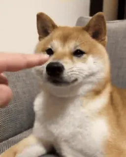 Shiba Inu Vimdeos #3 @LegendaryKeys telegram stickers