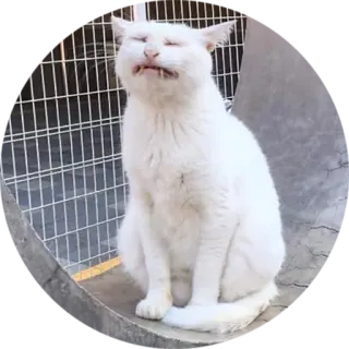 😩 cat, white cat, animal, pet, funny cat, meme, cute telegram sticker