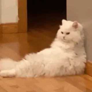 🕯 cat, persian cat, white cat, lazy, pet, animal, domestic cat whatsapp sticker