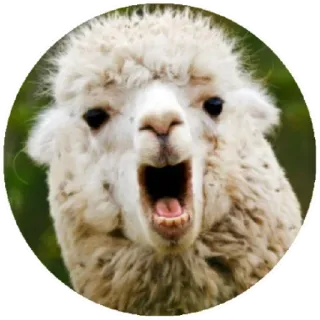 😱 llama, alpaca, animal, funny, meme, cute whatsapp sticker