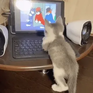 🍑 cat, kitten, tablet, entertainment, animals, watching TV telegram sticker