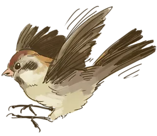 🐤 птица, летающий, воробей, природа, животное, дикая природа whatsapp sticker