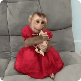 🪷 mono, vestido, animal, lindo, primate, gracioso whatsapp sticker