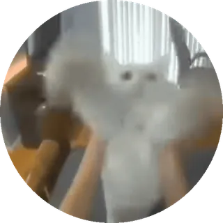 🕺 Katze, Meme, Weiße Katze, Lustig, Unscharf telegram sticker