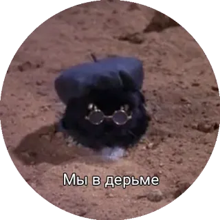 💩 Мы в дерьме 猫, メガネ, ベレー帽, ミーム, ロシア telegram sticker