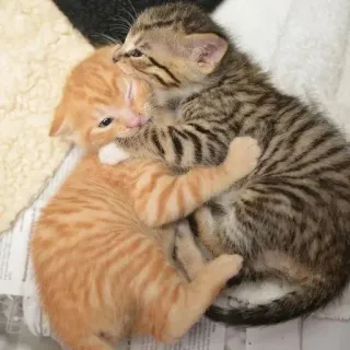 🥰 котята, кошки, животные, милые, дружба, питомец telegram sticker