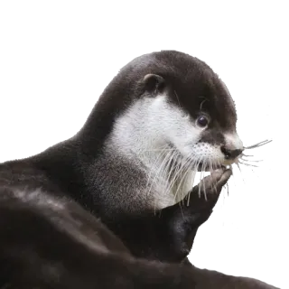 🤔 выдра, животное, дикая природа, млекопитающее, водный telegram sticker