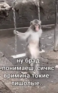 бибизяни [@zrklff] telegram stickers