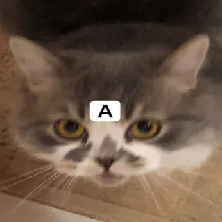 🙄 A gato, animal, animal de estimação, letra A telegram sticker