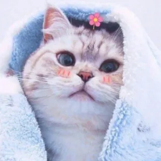 🐱 gato, gatinho, fofo, animal de estimação, animal, kawaii telegram sticker