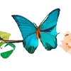 🦋