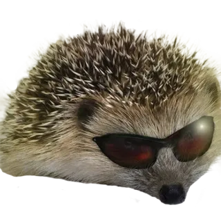 😎 hedgehog, animal, sunglasses, cute, pet telegram sticker