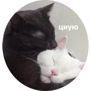 💋 циую cats, hugging, cuddling, love, cute, pets, animals whatsapp sticker