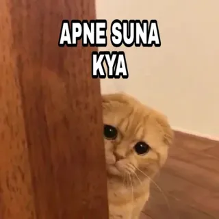 🍁 APNE SUNA KYA Katze, Gucken, Süß, Tier, Meme telegram sticker