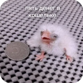 🫥 пять денег в кошельке chick, bird, money, funny, meme, coin, fluffy telegram sticker
