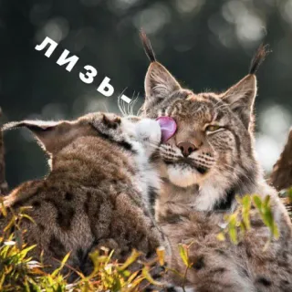 💋 лизb- lince, gatto, animale, leccare, affettuoso, amore whatsapp sticker