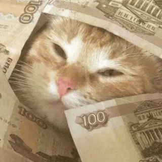 💰 100 cat, money, russian rubles, cash, rich, cute telegram sticker
