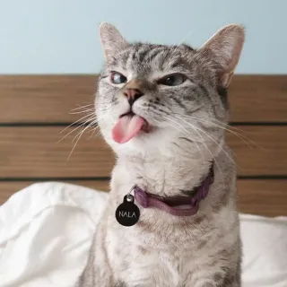 😜 Nala gatto, animale domestico, animale, lingua, collare telegram sticker