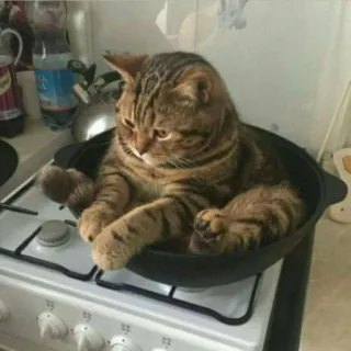 🐈 Katze, Haustier, Tier, lustig, Kochen, Küche, Herd telegram sticker