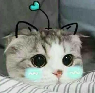 😊 gatto, gattino, carino, animale domestico, animale telegram sticker