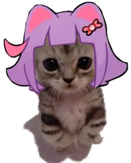 🐱 猫, 子猫, 動物, かわいい, ペット, ステッカー, アニメ whatsapp sticker