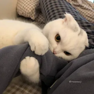 😤 @maaaaaiji кот, белый кот, домашнее животное, питомец, шотландская вислоухая, милый, кошачий telegram sticker