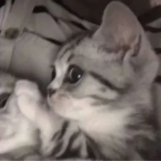 💁‍♀ Katze, Kätzchen, süß, Tier, Haustier, gestreift whatsapp sticker