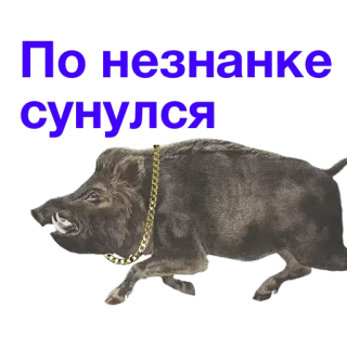 🤦 По незнанке сунулся Jabalí, Animal, Cadena, Cerdo salvaje, Cerdo telegram sticker