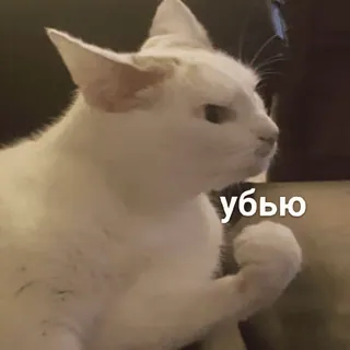 🤜 cat убью whatsapp sticker