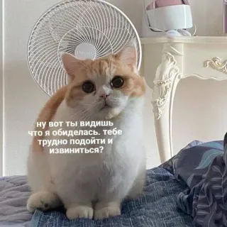 😞 ну вот ты видишь что я обиделась. тебе трудно подойти и извиниться? kucing, imut, hewan, teks, rusia telegram sticker