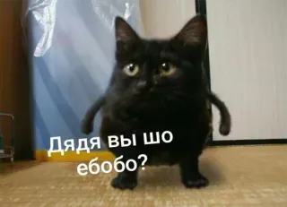 🤷‍♂️ Дядя вы шо ебобо? gatto, meme, divertente, gatto nero telegram sticker
